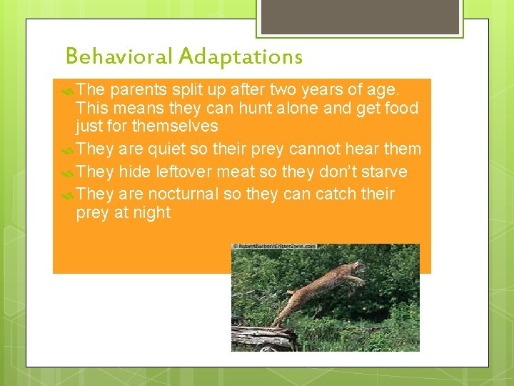 Behavioral Adaptations The parents split up after two years of age. This means they