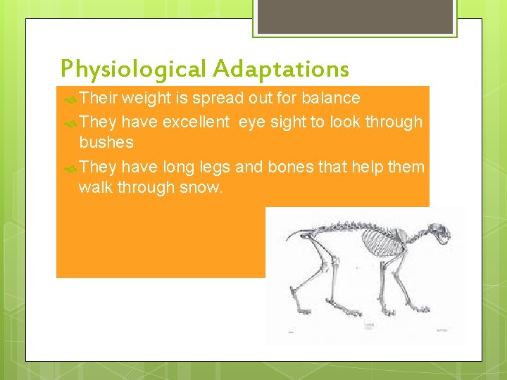 Physiological Adaptations Their weight is spread out for balance They have excellent eye sight