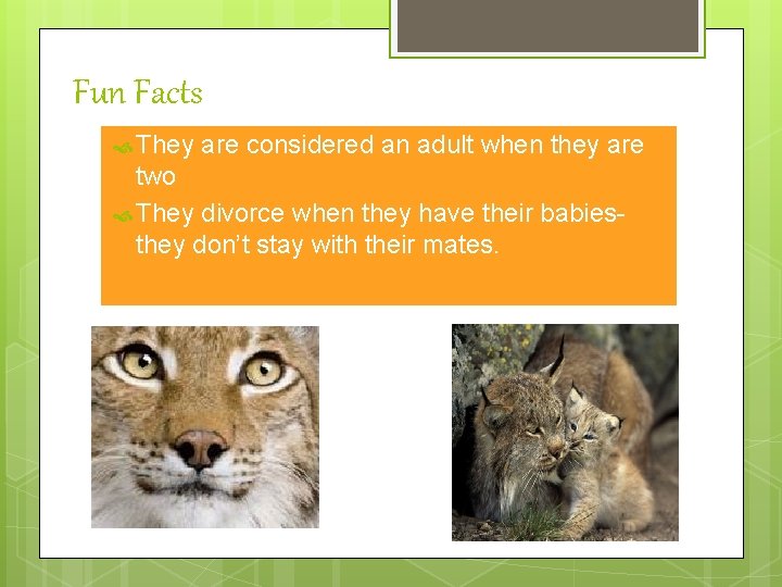 Fun Facts They are considered an adult when they are two They divorce when