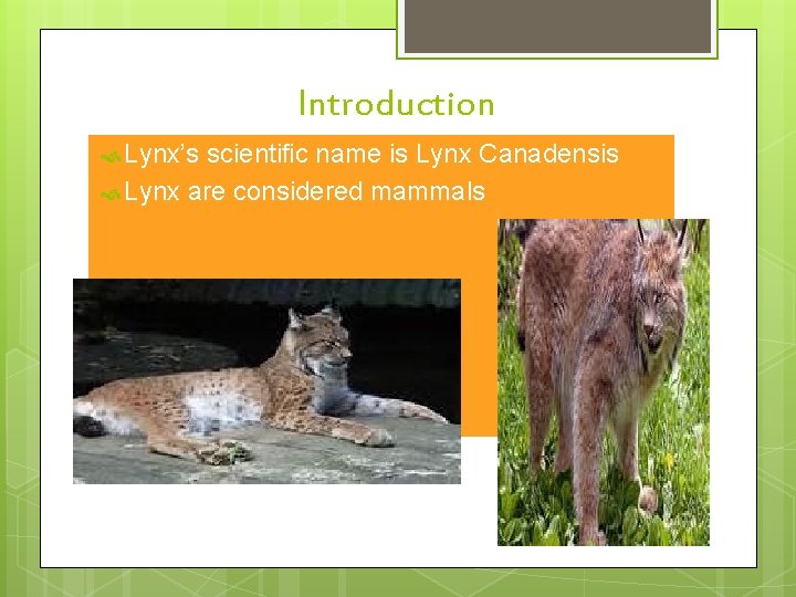 Introduction Lynx’s scientific name is Lynx Canadensis Lynx are considered mammals 