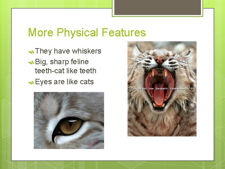 More Physical Features They have whiskers Big, sharp feline teeth-cat like teeth Eyes are