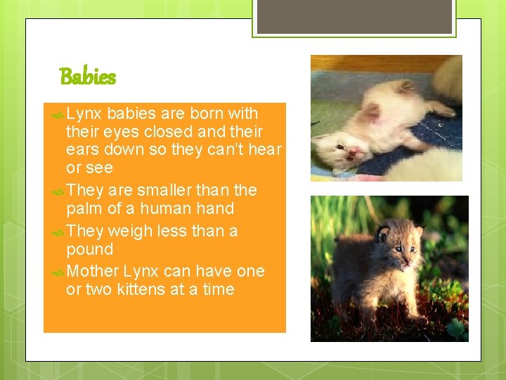 Babies Lynx babies are born with their eyes closed and their ears down so