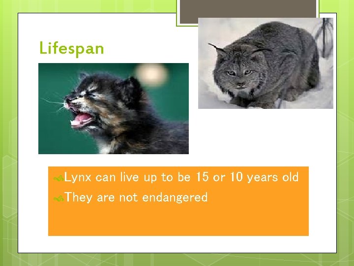 Lifespan Lynx can live up to be 15 or 10 years old They are