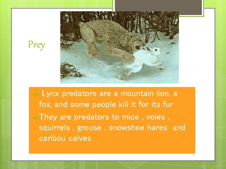 Prey Lynx predators are a mountain lion, a fox, and some people kill it