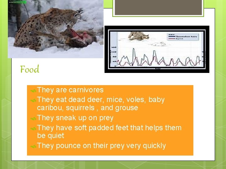 Food They are carnivores They eat dead deer, mice, voles, baby caribou, squirrels ,