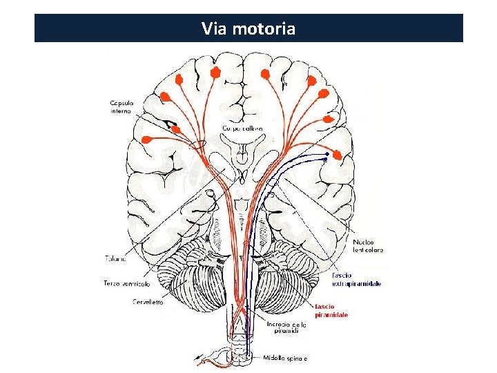 Via motoria 