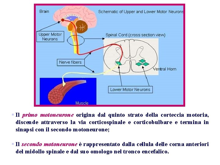 § Il primo motoneurone origina dal quinto strato della corteccia motoria, discende attraverso la § Il primo motoneurone origina dal quinto strato della corteccia motoria, discende attraverso la