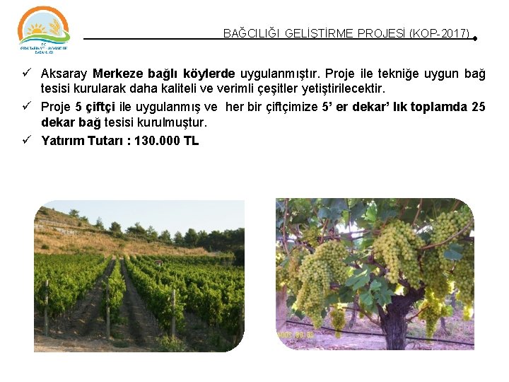 BAĞCILIĞI GELİŞTİRME PROJESİ (KOP-2017) Aksaray Merkeze bağlı köylerde uygulanmıştır. Proje ile tekniğe uygun bağ BAĞCILIĞI GELİŞTİRME PROJESİ (KOP-2017) Aksaray Merkeze bağlı köylerde uygulanmıştır. Proje ile tekniğe uygun bağ