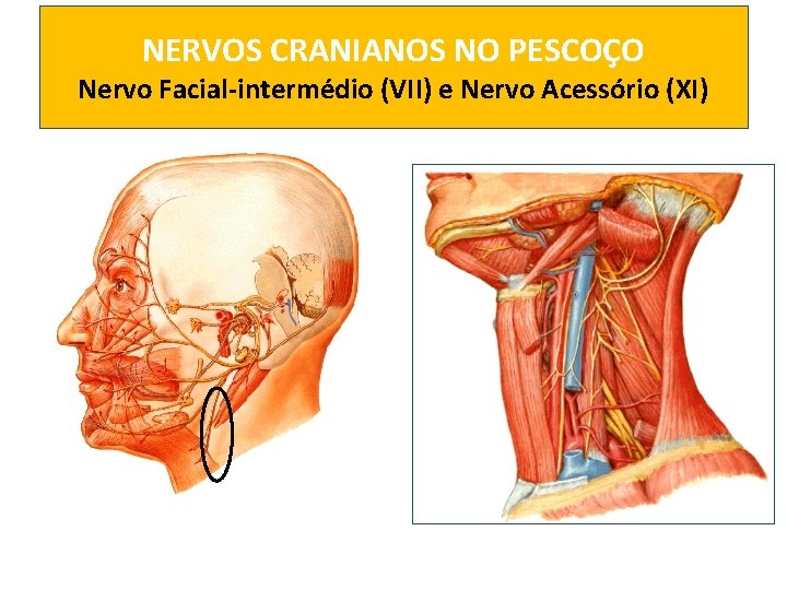 NERVOS CRANIANOS NO PESCOÇO Nervo Facial-intermédio (VII) e Nervo Acessório (XI) 