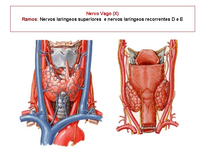 Nervo Vago (X) Ramos: Nervos laríngeos superiores e nervos laríngeos recorrentes D e E