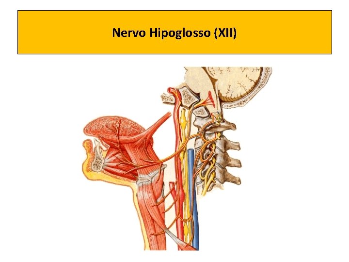 Nervo Hipoglosso (XII) 