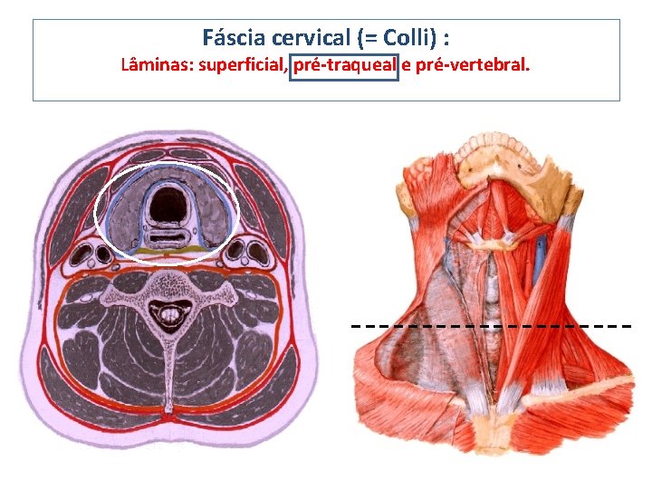 Fáscia cervical (= Colli) : Lâminas: superficial, pré-traqueal e pré-vertebral. 