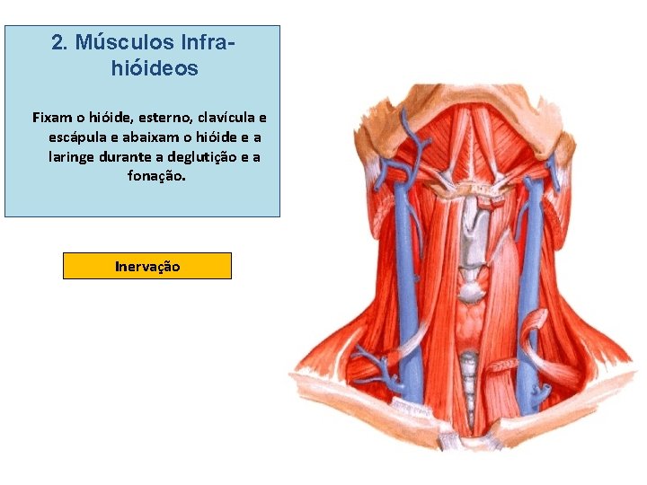 2. Músculos Infrahióideos Fixam o hióide, esterno, clavícula e escápula e abaixam o hióide
