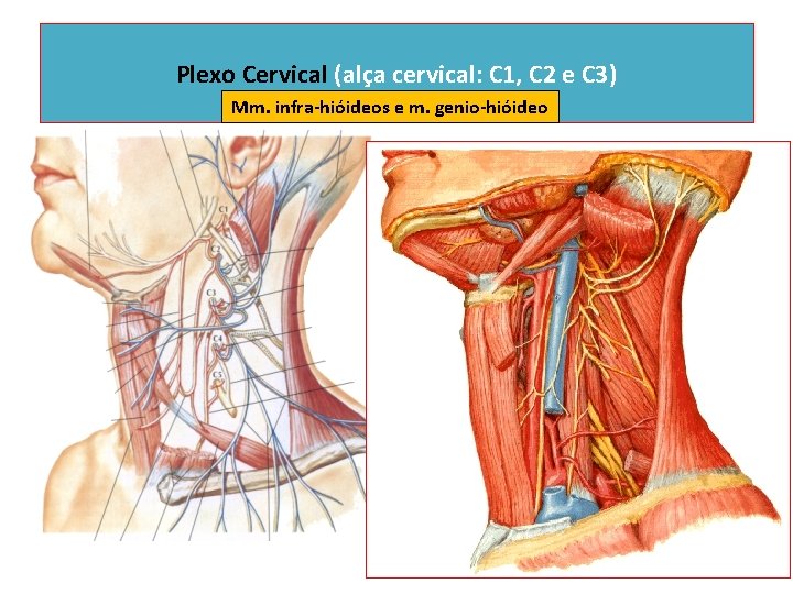 Plexo Cervical (alça cervical: C 1, C 2 e C 3) Mm. infra-hióideos e