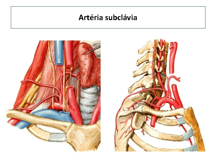 Artéria subclávia 