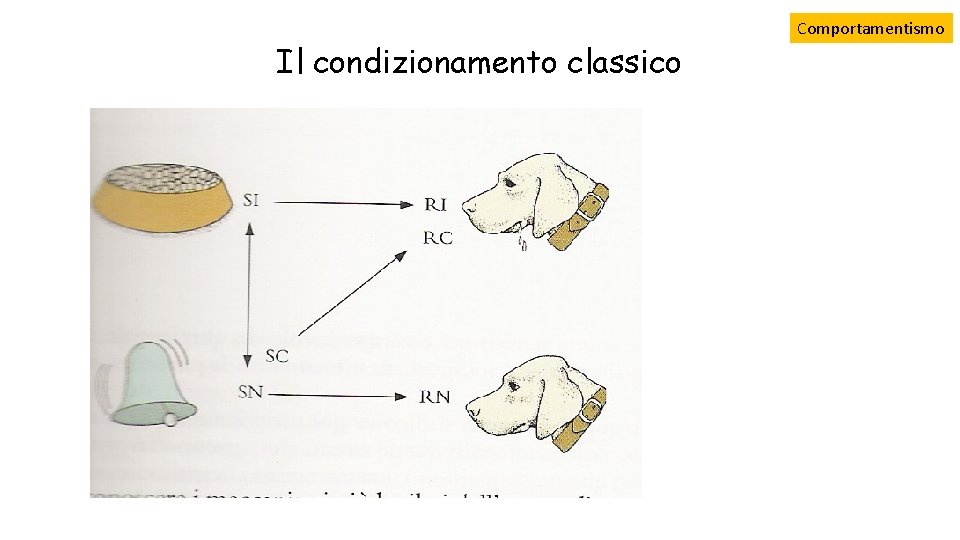 Il condizionamento classico Comportamentismo 