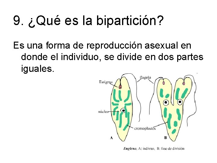 9. ¿Qué es la bipartición? Es una forma de reproducción asexual en donde el