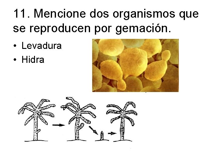 11. Mencione dos organismos que se reproducen por gemación. • Levadura • Hidra 