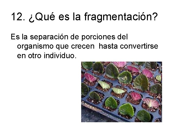 12. ¿Qué es la fragmentación? Es la separación de porciones del organismo que crecen