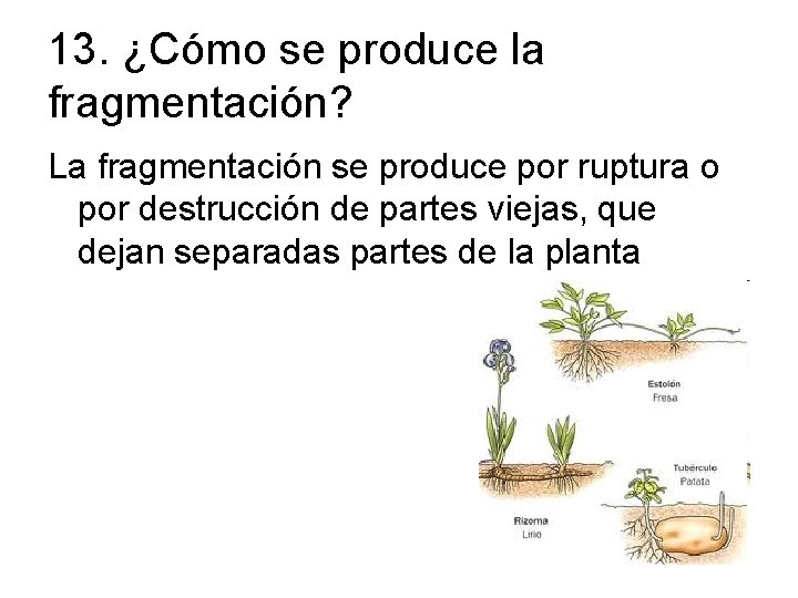 13. ¿Cómo se produce la fragmentación? La fragmentación se produce por ruptura o por
