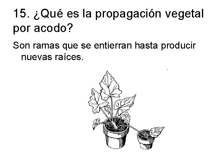 15. ¿Qué es la propagación vegetal por acodo? Son ramas que se entierran hasta