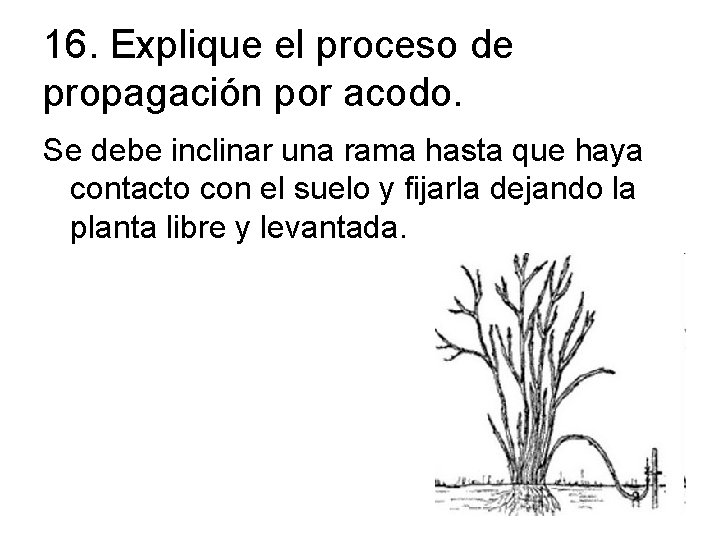 16. Explique el proceso de propagación por acodo. Se debe inclinar una rama hasta