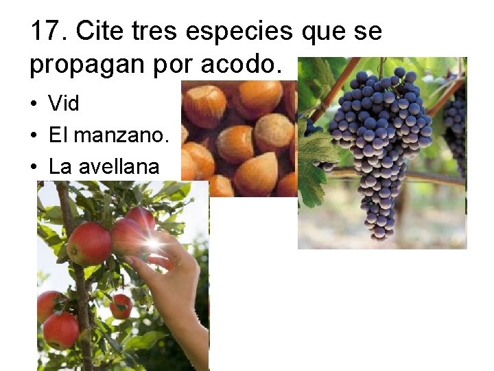 17. Cite tres especies que se propagan por acodo. • Vid • El manzano.