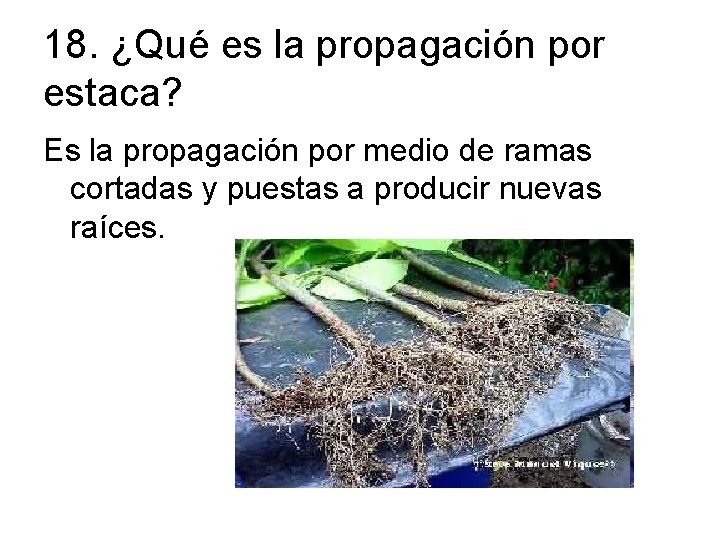 18. ¿Qué es la propagación por estaca? Es la propagación por medio de ramas
