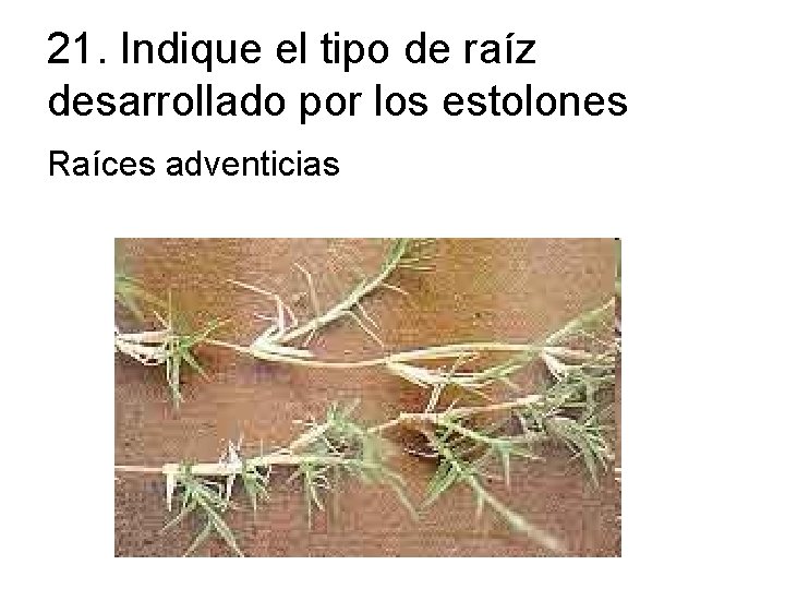 21. Indique el tipo de raíz desarrollado por los estolones Raíces adventicias 