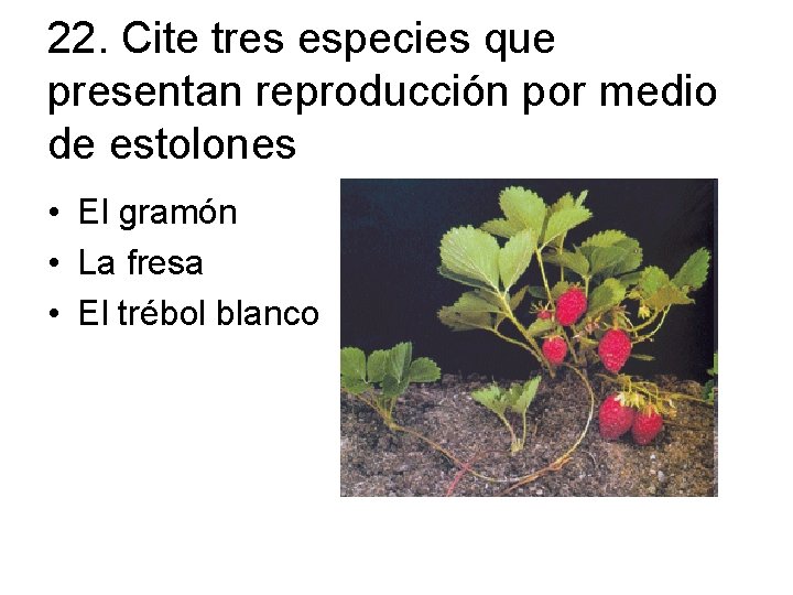 22. Cite tres especies que presentan reproducción por medio de estolones • El gramón