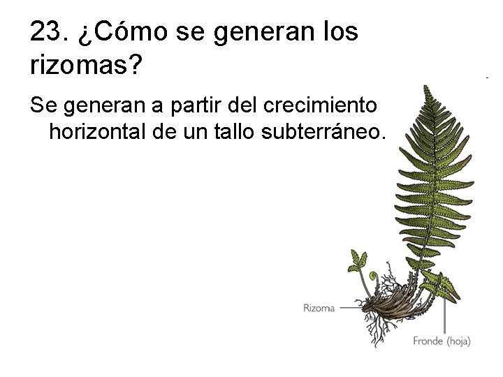 23. ¿Cómo se generan los rizomas? Se generan a partir del crecimiento horizontal de