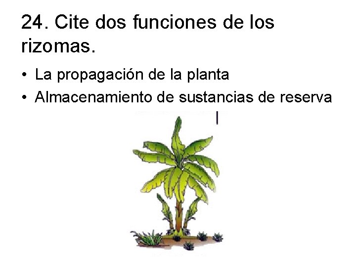 24. Cite dos funciones de los rizomas. • La propagación de la planta •