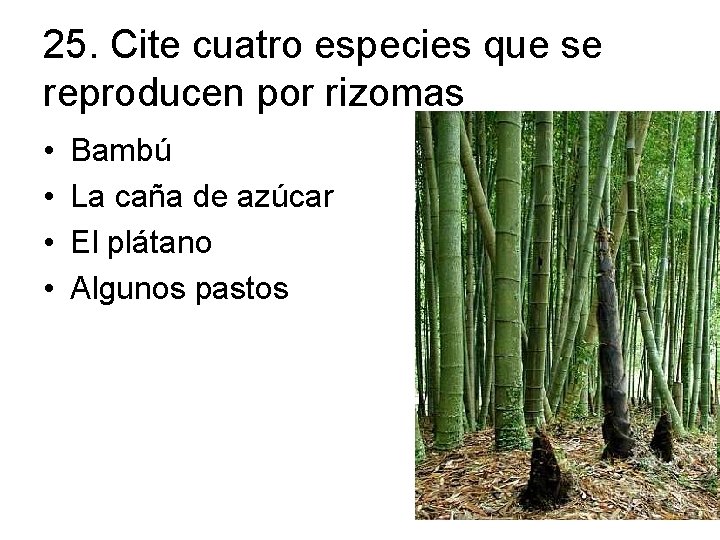 25. Cite cuatro especies que se reproducen por rizomas • • Bambú La caña