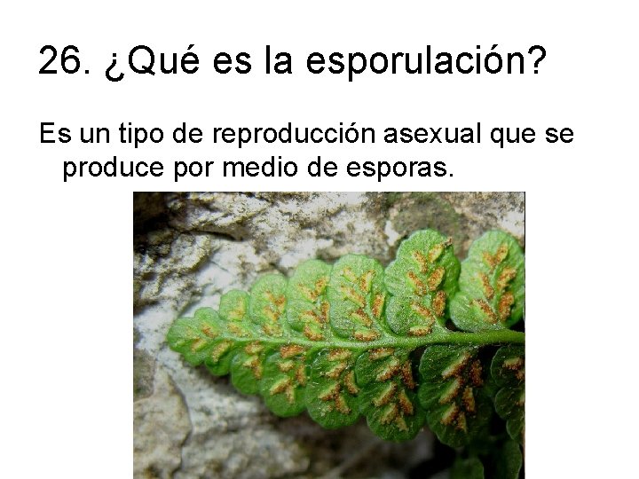 26. ¿Qué es la esporulación? Es un tipo de reproducción asexual que se produce