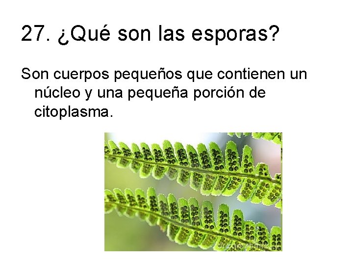 27. ¿Qué son las esporas? Son cuerpos pequeños que contienen un núcleo y una