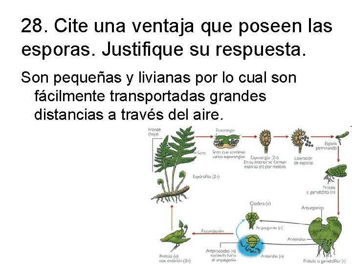 28. Cite una ventaja que poseen las esporas. Justifique su respuesta. Son pequeñas y
