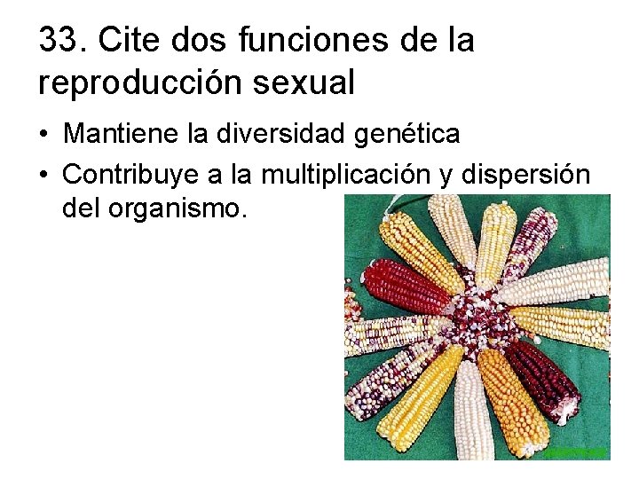 33. Cite dos funciones de la reproducción sexual • Mantiene la diversidad genética •
