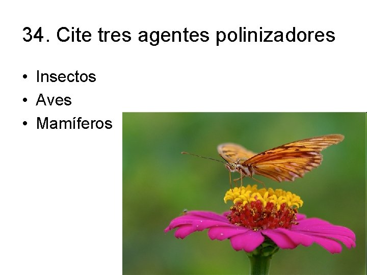34. Cite tres agentes polinizadores • Insectos • Aves • Mamíferos 