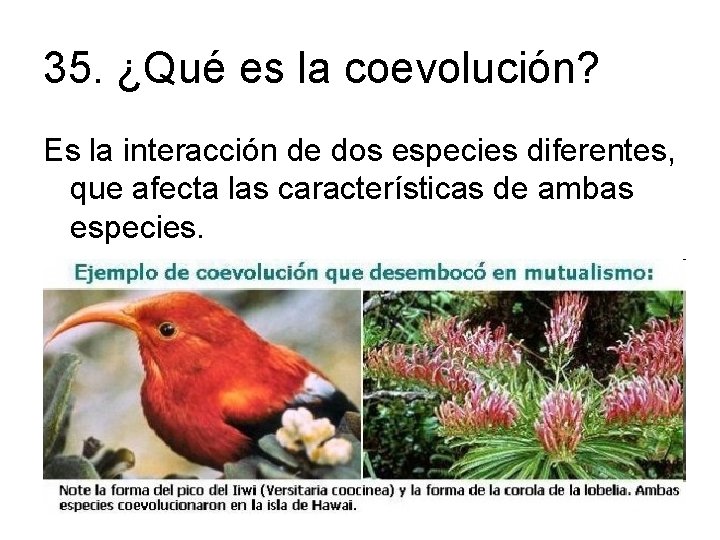 35. ¿Qué es la coevolución? Es la interacción de dos especies diferentes, que afecta
