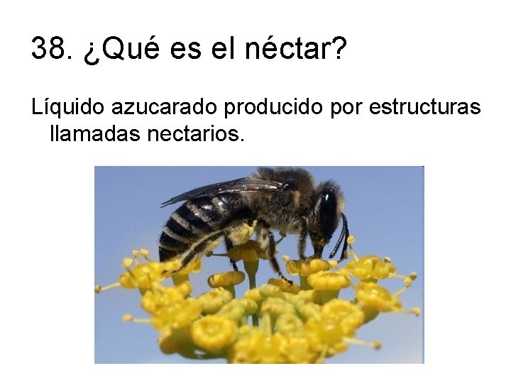 38. ¿Qué es el néctar? Líquido azucarado producido por estructuras llamadas nectarios. 