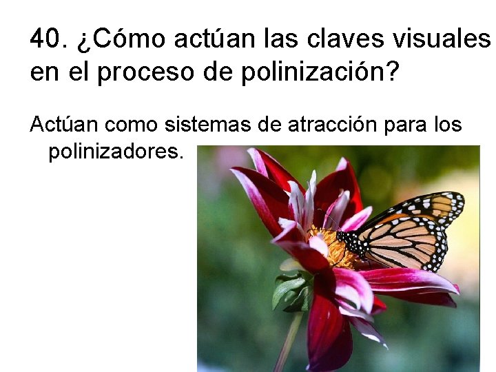 40. ¿Cómo actúan las claves visuales en el proceso de polinización? Actúan como sistemas