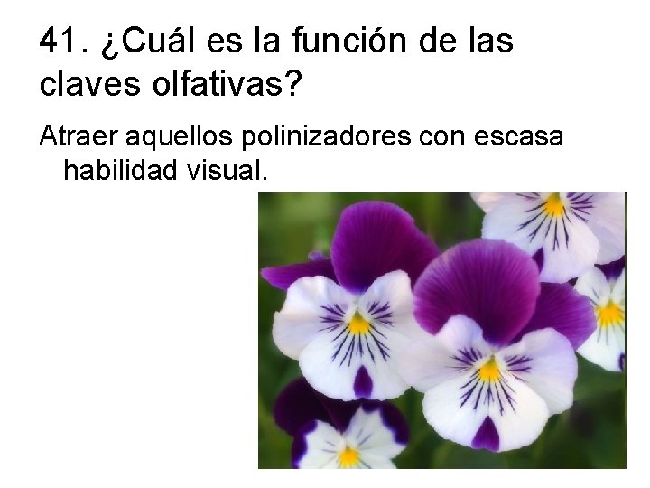 41. ¿Cuál es la función de las claves olfativas? Atraer aquellos polinizadores con escasa