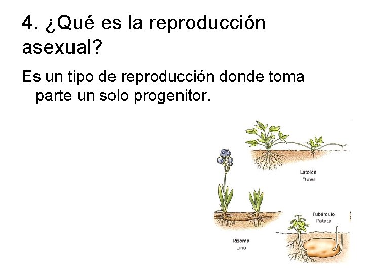 4. ¿Qué es la reproducción asexual? Es un tipo de reproducción donde toma parte