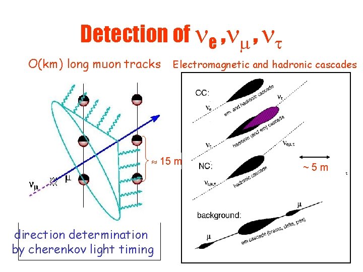 Detection of e , , O(km) long muon tracks Electromagnetic and hadronic cascades 15