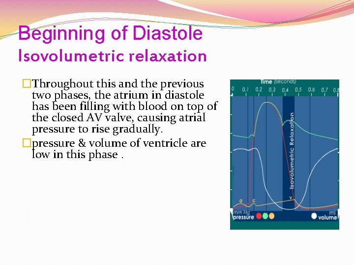 Beginning of Diastole Isovolumetric relaxation �Throughout this and the previous two phases, the atrium