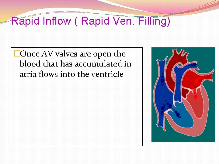 Rapid Inflow ( Rapid Ven. Filling) �Once AV valves are open the blood that