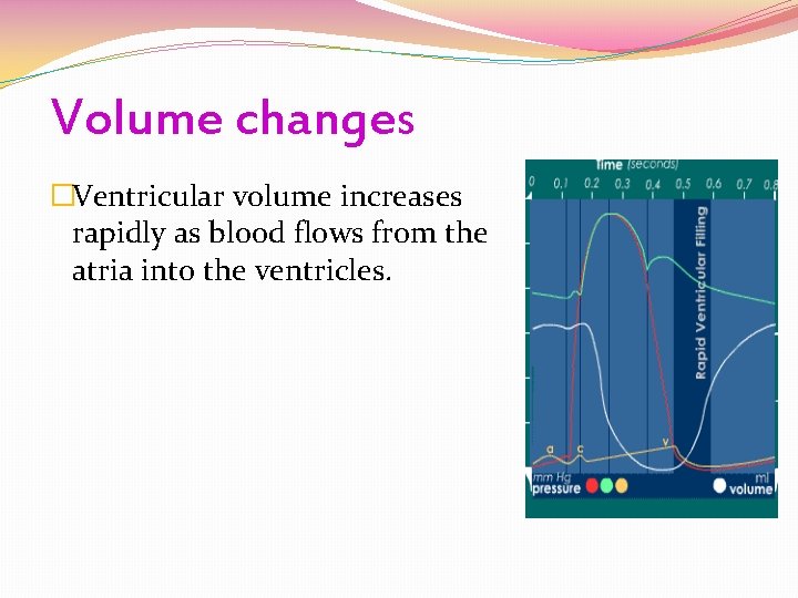 Volume changes �Ventricular volume increases rapidly as blood flows from the atria into the