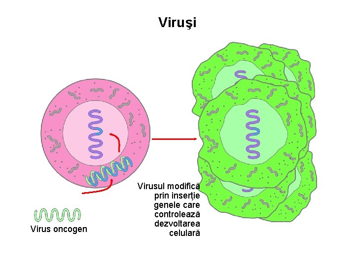 Viruşi Virus oncogen Virusul modifică prin inserţie genele care controlează dezvoltarea celulară 