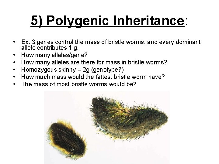 5) Polygenic Inheritance: • Ex: 3 genes control the mass of bristle worms, and