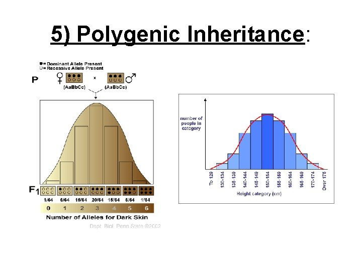 5) Polygenic Inheritance: 